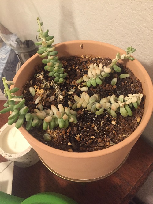 Burro's Tail Is Dying 1