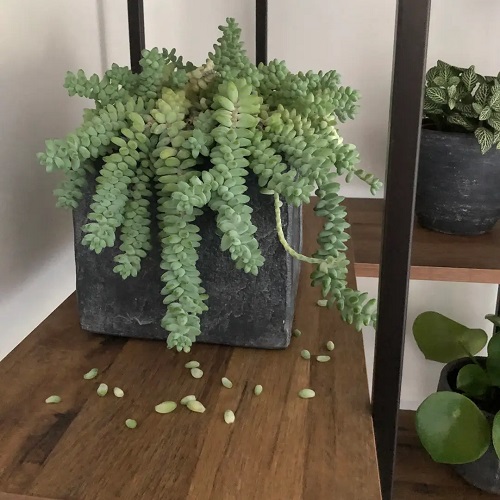 Burro's Tail  Leaf Loss 1