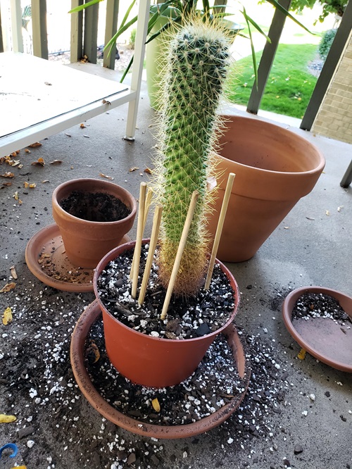 cactus repotting