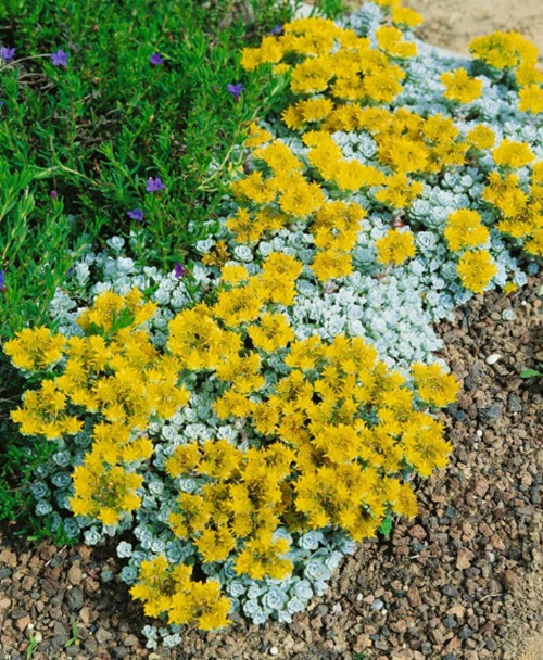 Beautiful Succulent Ground Covers 1