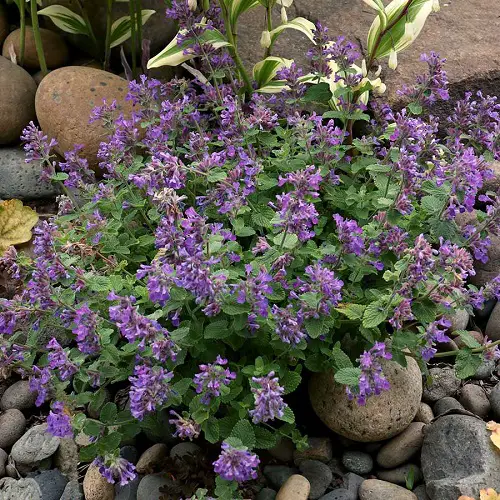 Catmint