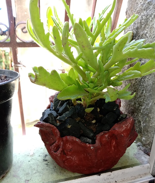 Charcoal Top Dressing for Succulents
