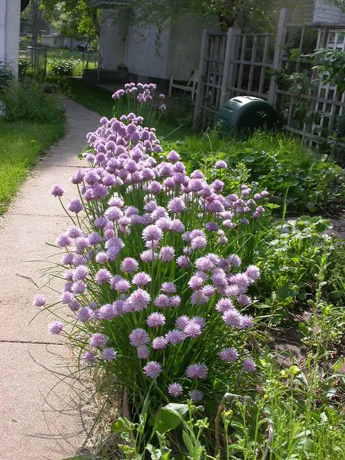 Chives in garden