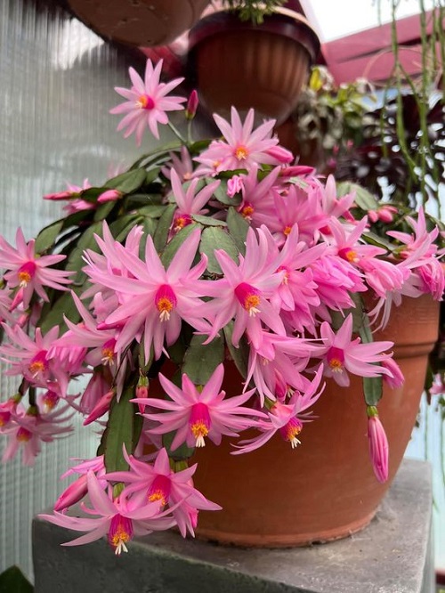 Succulents with pink Color Flowers 