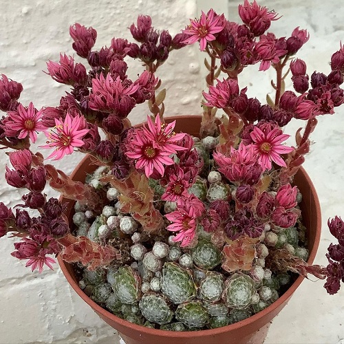 Cobweb Hens and Chicks succulent with flower