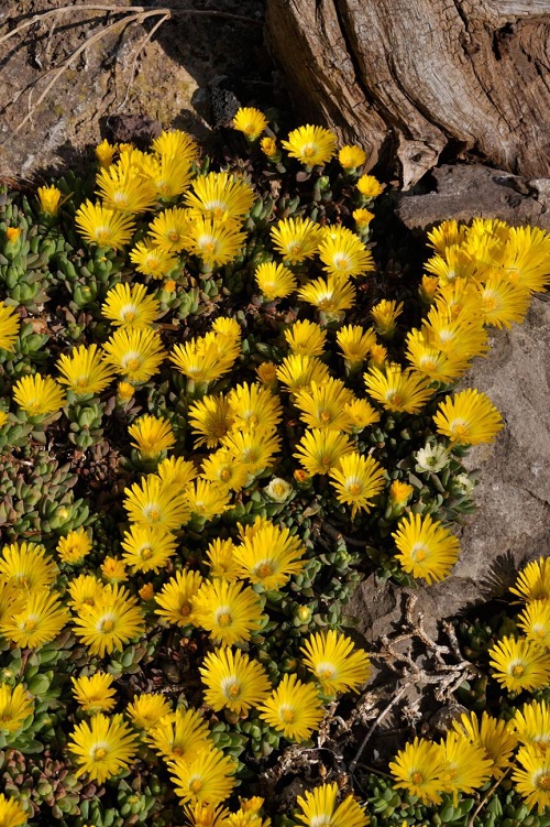 Best Succulent Ground Covers 5