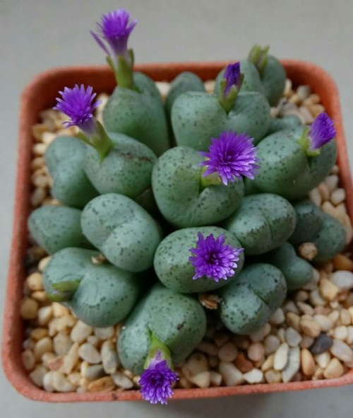 Conophytum in pot