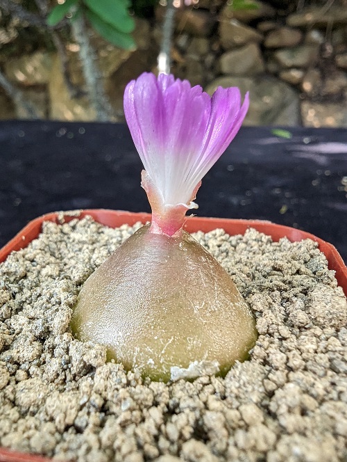 Beautiful Conophytum burgeri