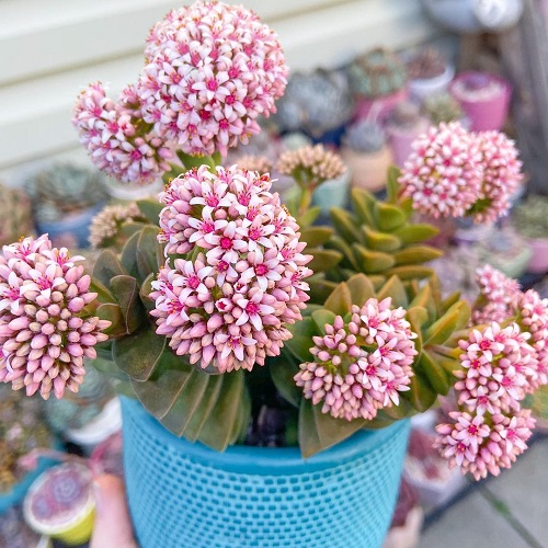 Crassula 'Springtime' succulent with flower