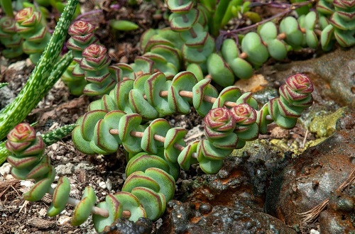 Baby Necklace Succulent Ground Covers 1