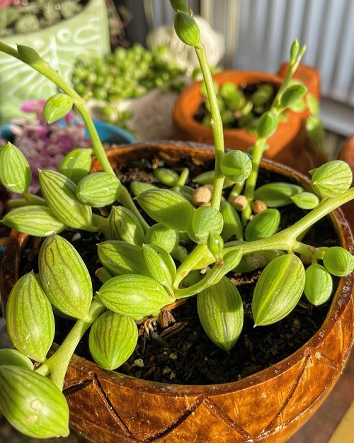 Succulent Curio herreanus 1