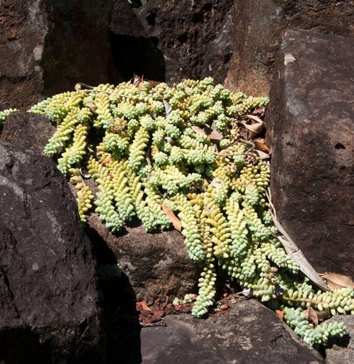 Indoor Succulent Ground Covers 1