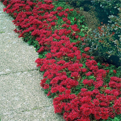 Outdoor Succulent Ground Covers 3