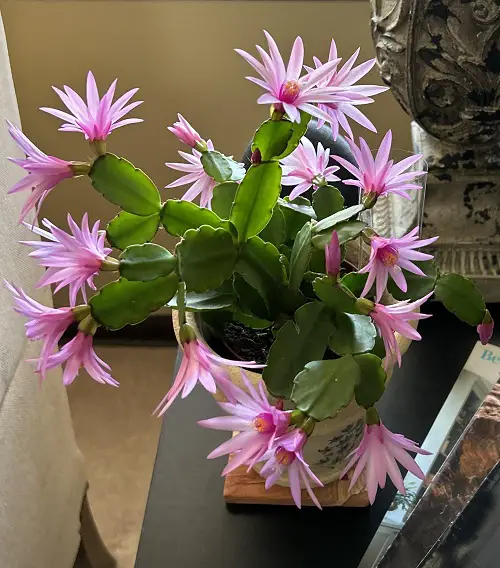 Beautiful Cactus Plant Indoor 2