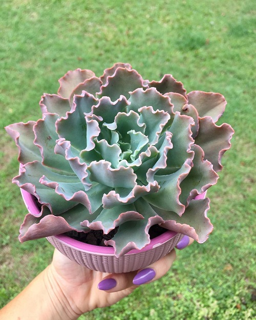 Succulent That Looks Like Cabbage 2