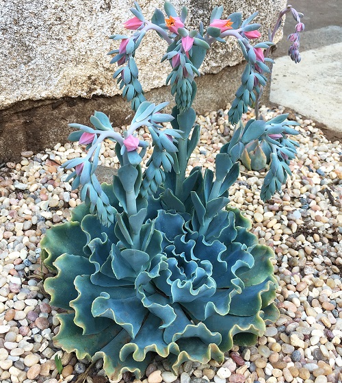 Beautiful Blue Succulents plant 1