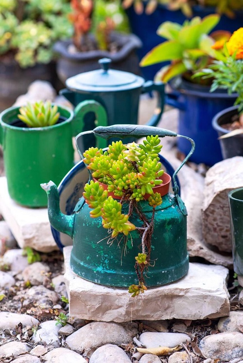 Succulent Sedum rubrotinctum 1