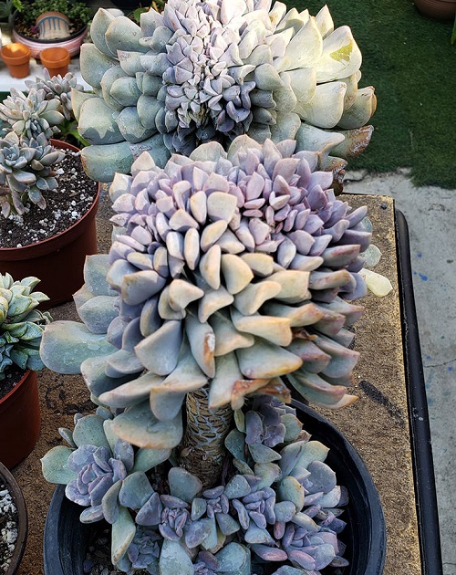 Succulents That Looks Like Coral 2