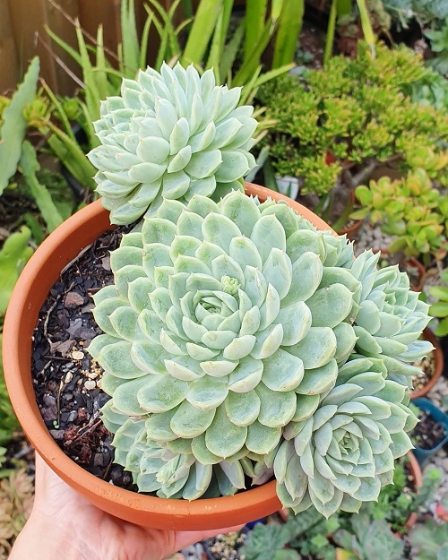 Echeveria ‘Doris Taylor’ Succulent Garden Plant 1