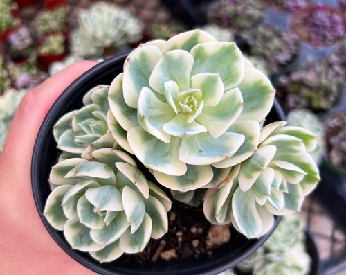 Most Rare Succulents Plant 3