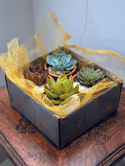 Beautiful Succulents for Party Favors 1