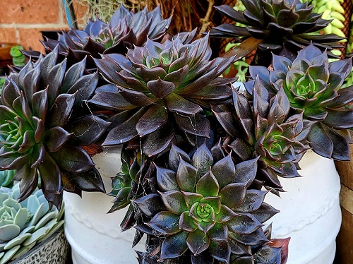 Echeveris black prince in pot