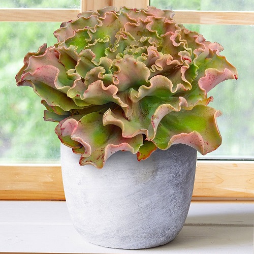 succulent Echeveria Coral Reef 1