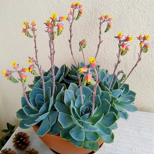 How to Grow and Care for Echeveria elegans