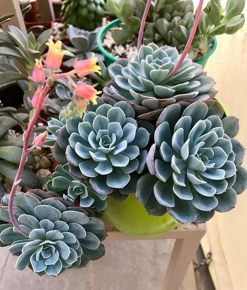 Echeveria elegans in garden