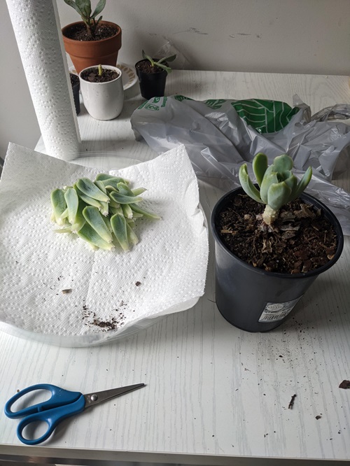 Echeveria Elegans Propagation