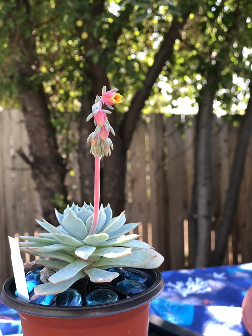 Succulents with Different Color Flowers 5