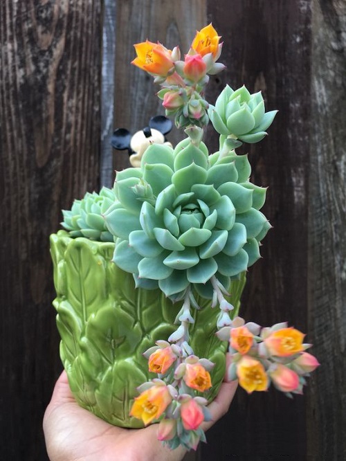 Succulents with orange Color Flowers 