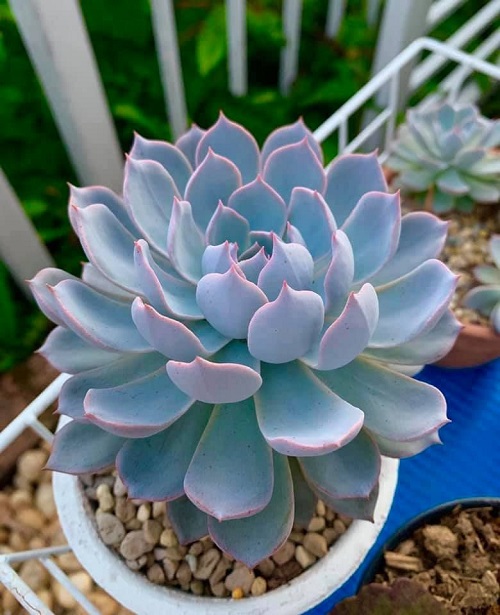 Outdoor Blue Succulents plant 1