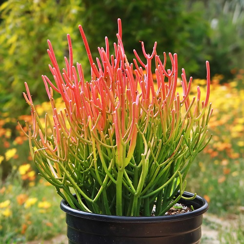 Pencil Cactus Plant Care and Growing Guide - Succulent Garden Web