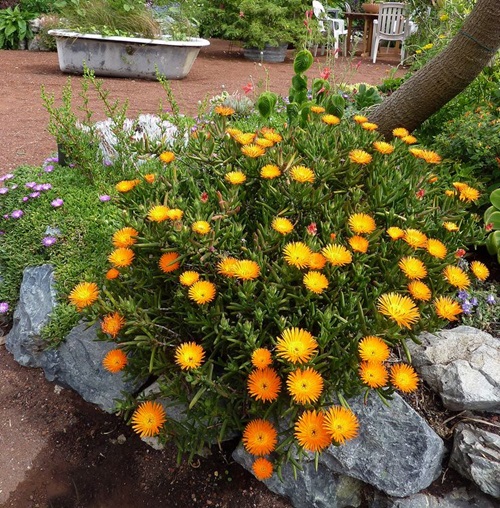 Beautiful Succulent Ground Covers 3