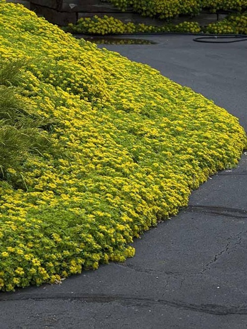  Succulent Ground Covers 1