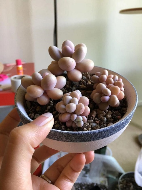 Jewel-leaf Plant in bowl