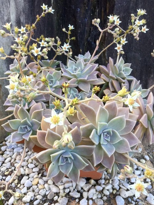 ghost plant with white Color Flowers 