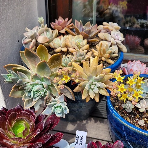 Francesco Baldi Graptosedum succulent with flower