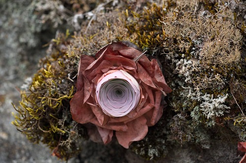 Greenovia aurea ‘ex El Hierro’