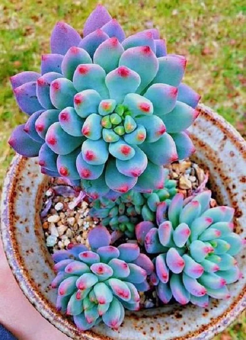 Beautiful Blue Succulents plant 3