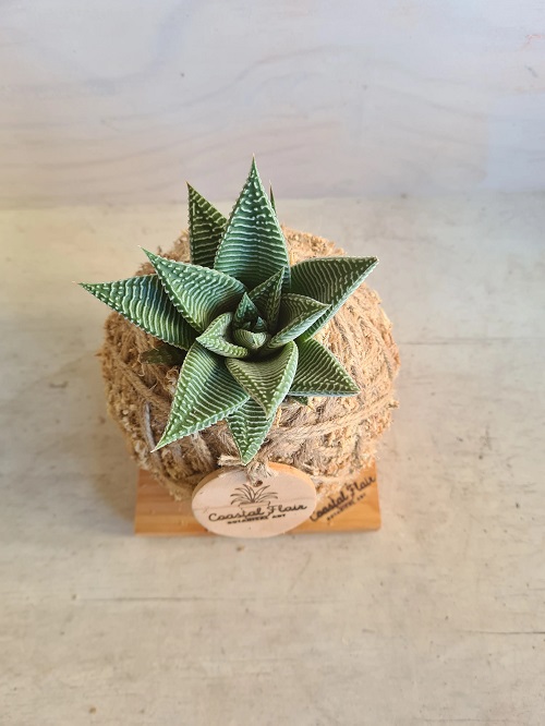 Beautiful Succulents for Party Favors 4