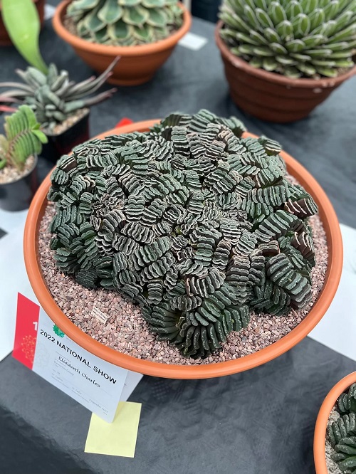 Haworthia truncata clump