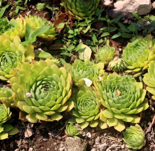  Succulent Ground Covers 4