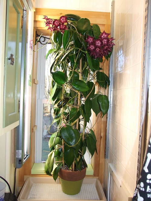 Indoor Hoya Varieties 4