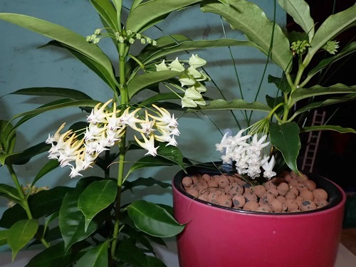 Beautiful Hoya Varieties 3