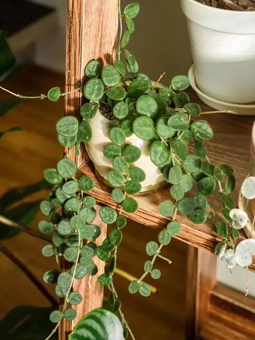 Indoor Hoya Varieties 2