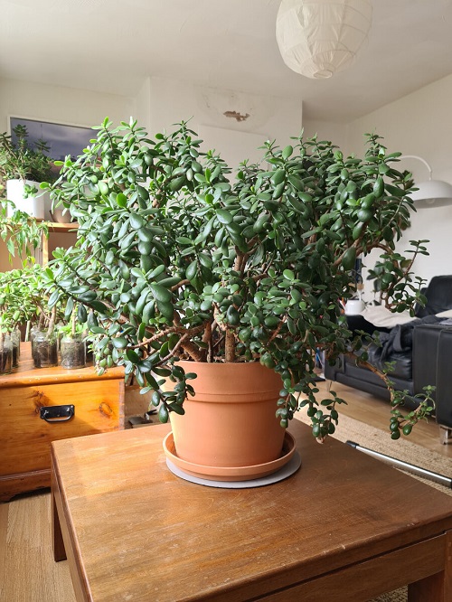 Jade Plant indoor