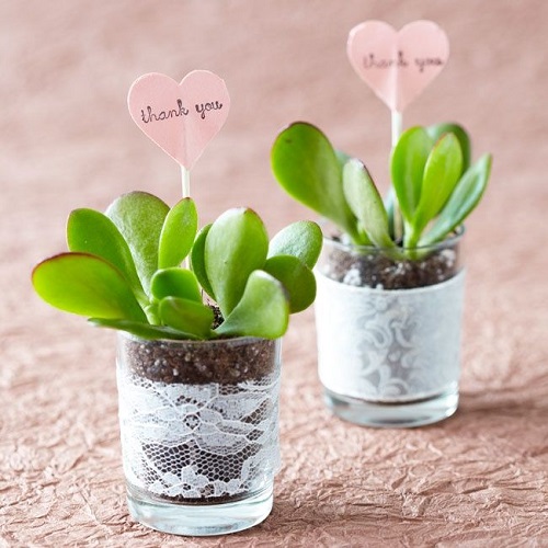 Beautiful Succulents for Party Favors 3