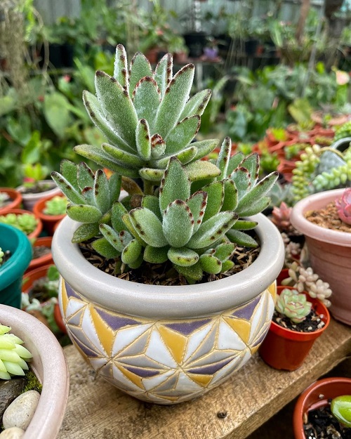 Edible Kalanchoe Varieties are as Good as an Aloe Vera